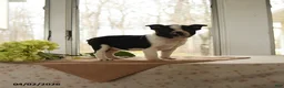 Boston Terrier dogs for sale: Heidi - Ad 3
