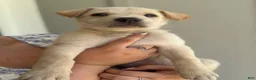 Mixed Breed dogs for sale: Mixed Breed Puppy 7 - Ad 15