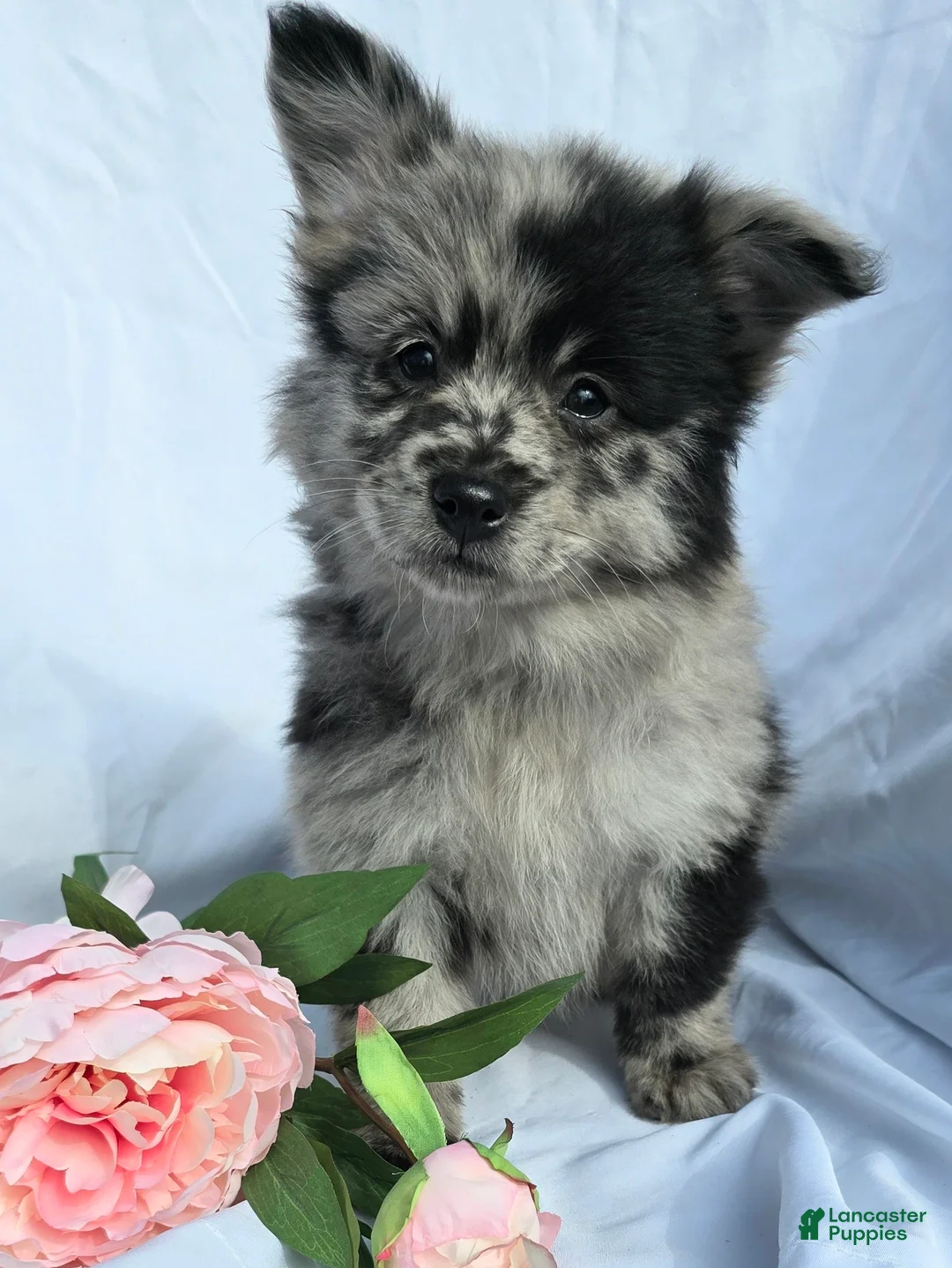 Pomapoo dogs for sale: Pomapoo Puppy 2 - Ad 2