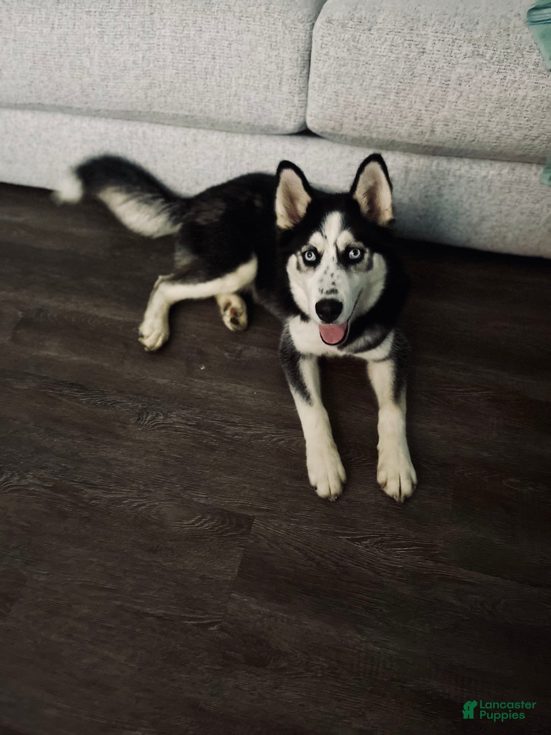 Siberian Husky dogs for sale: Siberian Husky Puppy 1 - Ad 2