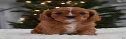 Cavalier King Charles Spaniel dogs for sale: Ollie - Ad 9