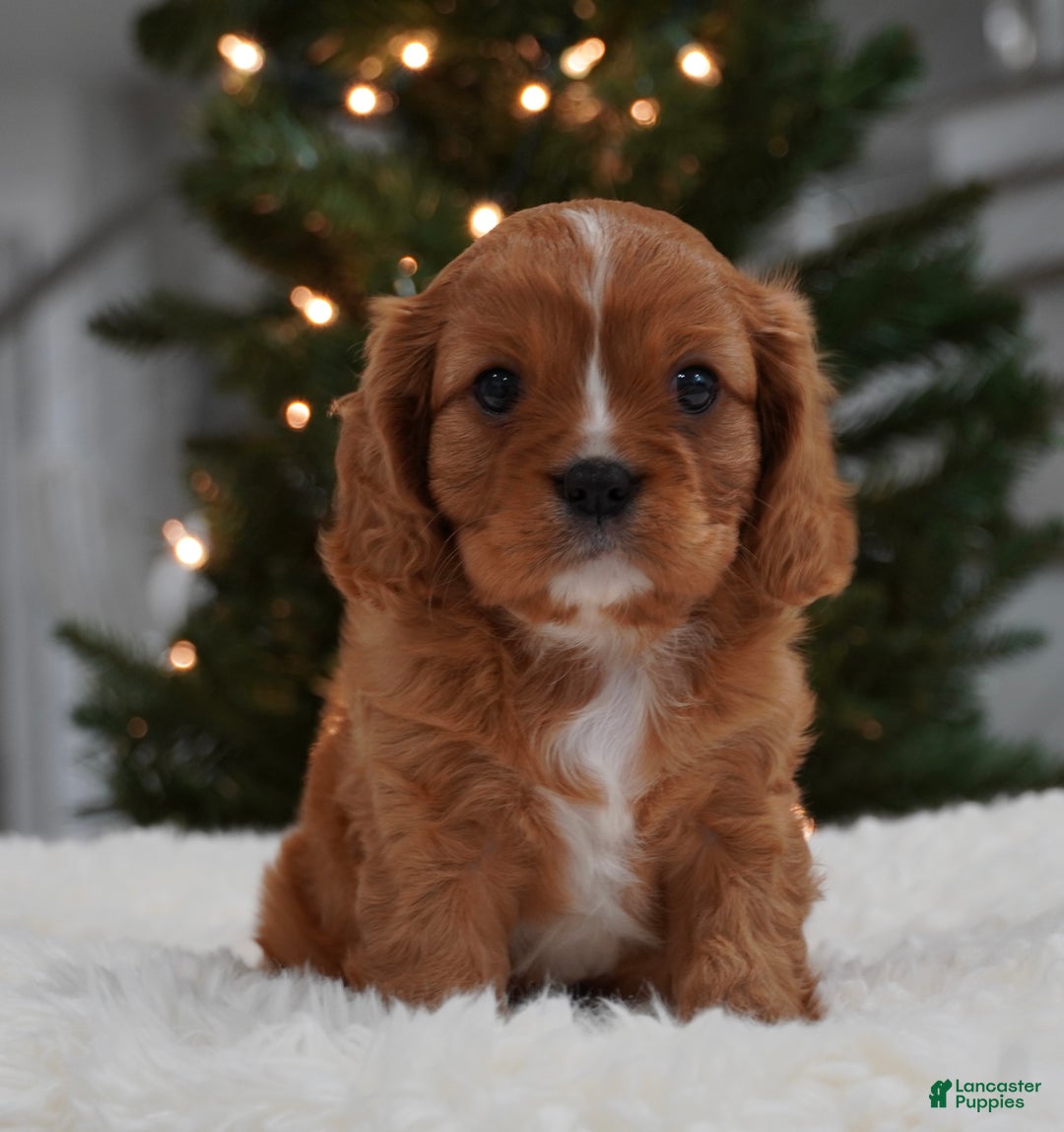 Cavalier King Charles Spaniel dogs for sale: Ollie - Ad 9
