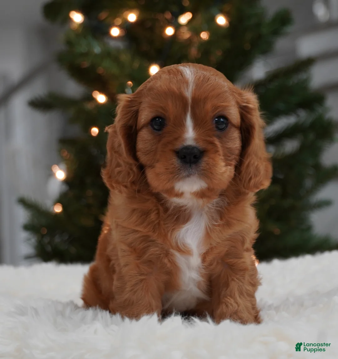 Cavalier King Charles Spaniel dogs for sale: Ollie - Ad 9