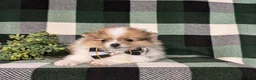 Pomeranian dogs for sale: Miles - Ad 7