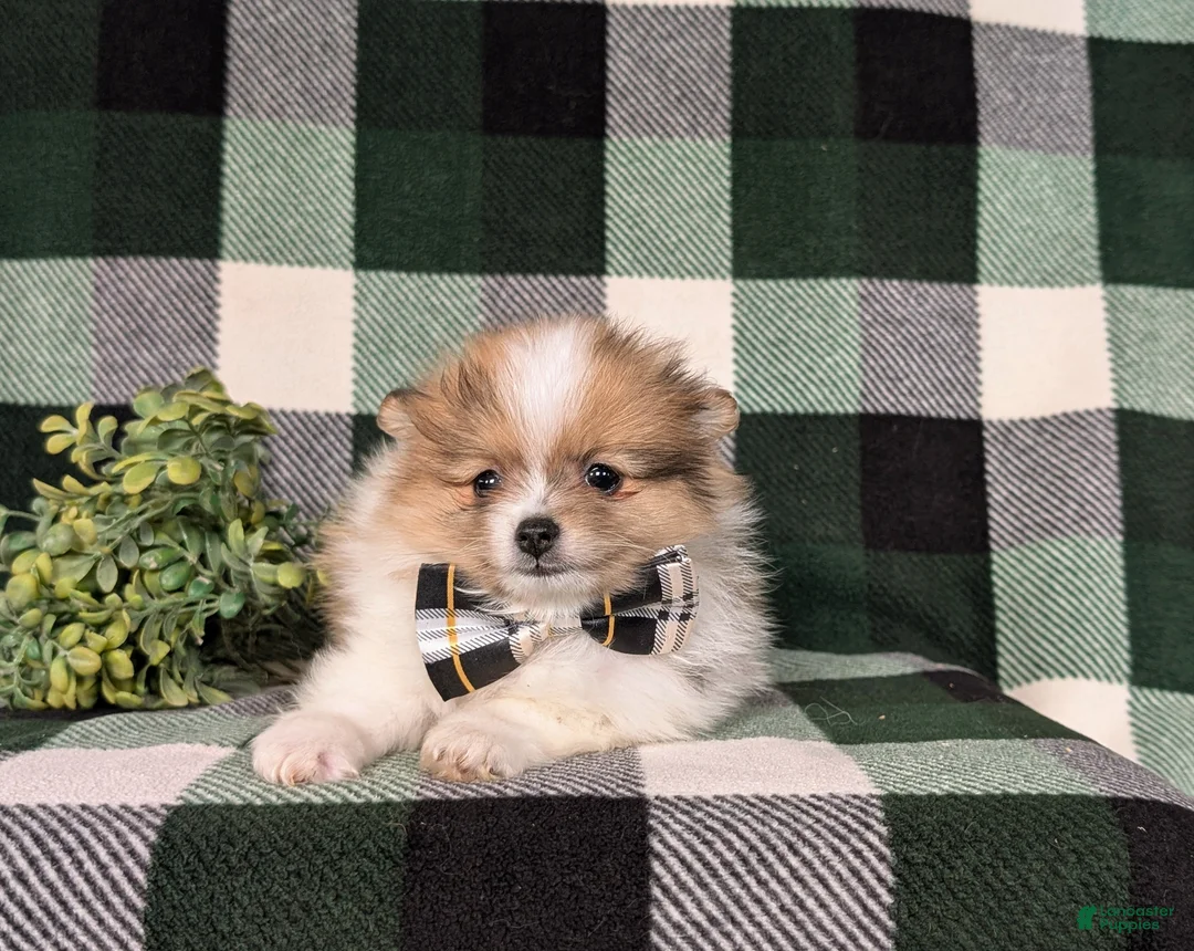 Pomeranian dogs for sale: Miles - Ad 7