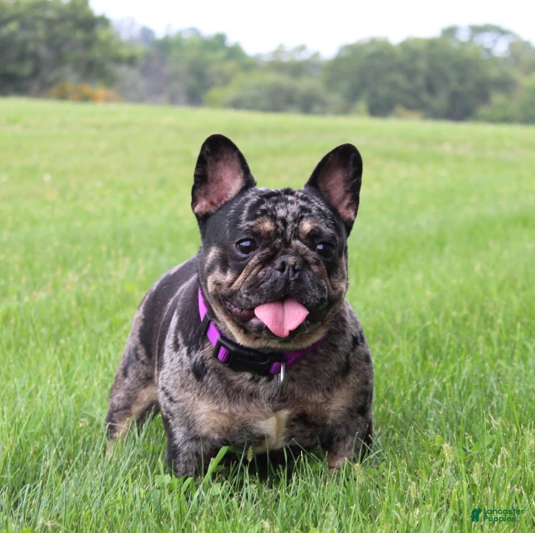 Gallery Image {{count}}