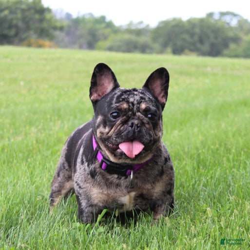 Gallery Image {{count}}