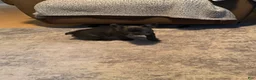 French Bulldog dogs for sale: French Bulldog 1 - Ad 2