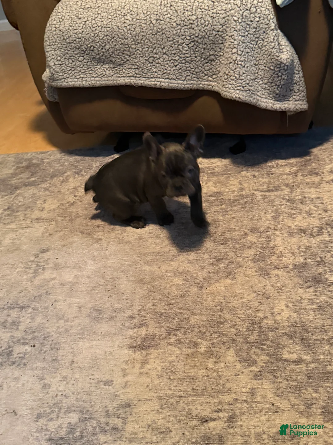 French Bulldog dogs for sale: French Bulldog 1 - Ad 2