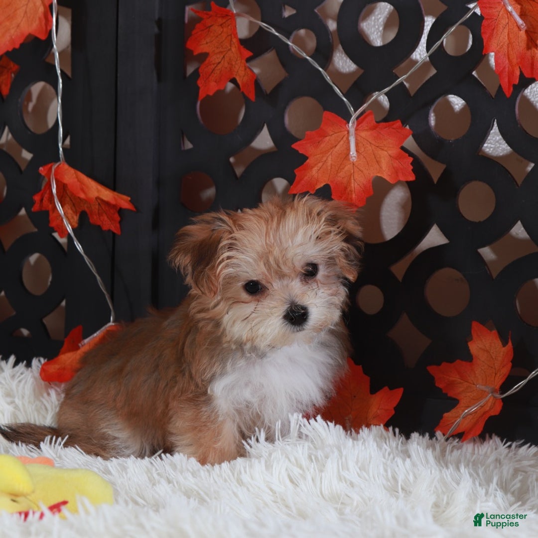 Yochon dogs for sale: Blondie - Ad 5