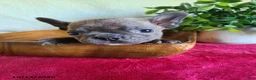 Frenchton dogs for sale: Jill - Ad 4