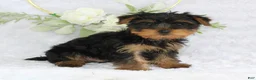 Yorkshire Terrier dogs for sale: Benny - Ad 5