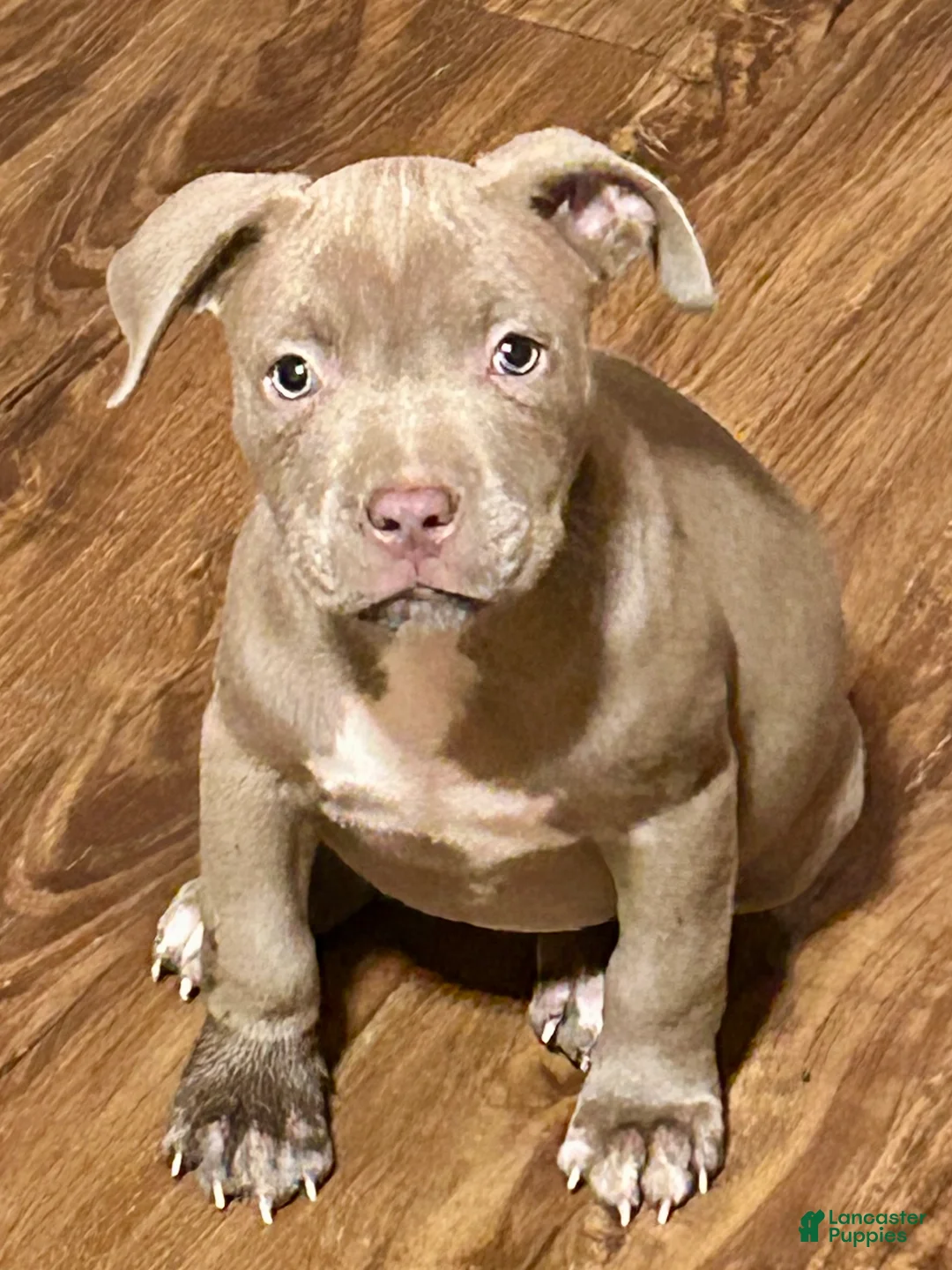 American Staffordshire Terrier dogs for sale: American Staffordshire Terriers - Ad 7