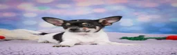 Chihuahua dogs for sale: OTIS - Ad 11