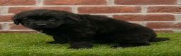 Newfoundland dogs for sale: Jewel - Ad 3