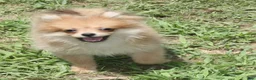 Pomeranian dogs for sale: Rosie  - Ad 1