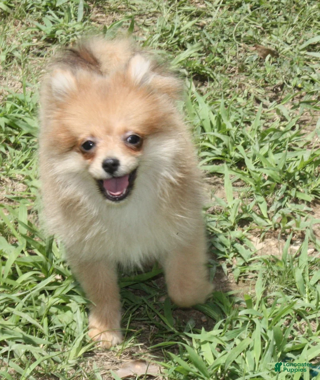 Pomeranian dogs for sale: Rosie  - Ad 1
