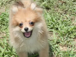 Pomeranian dogs Rosie - Ad 19