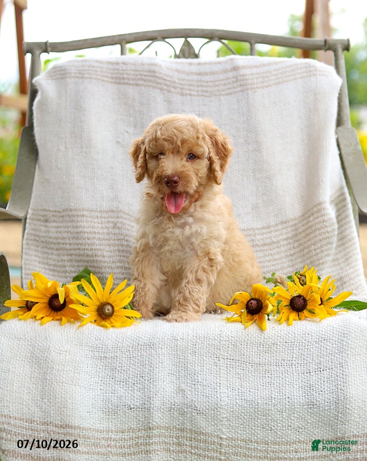 Mini Goldendoodle dogs Jeremy - Ad 2