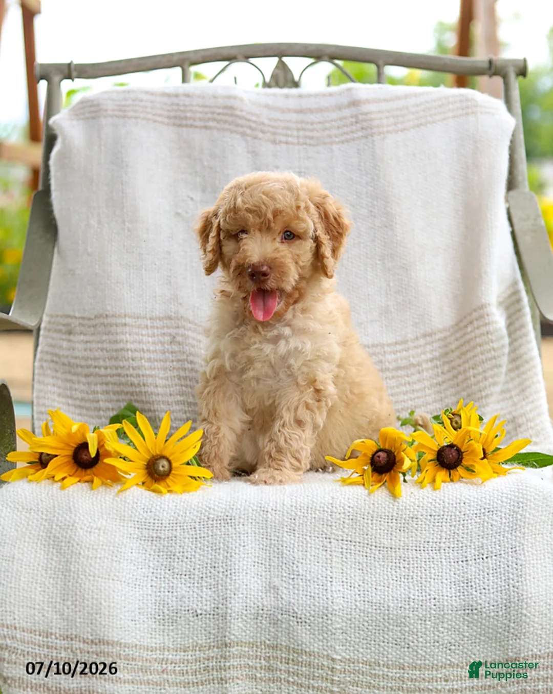 Mini Goldendoodle dogs for sale: Jeremy - Ad 2