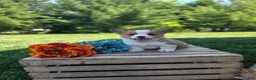 Welsh Corgi Pembroke dogs for sale: Sunny - Ad 3
