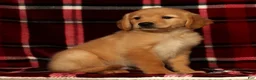Golden Retriever dogs for sale: Rex - Ad 3