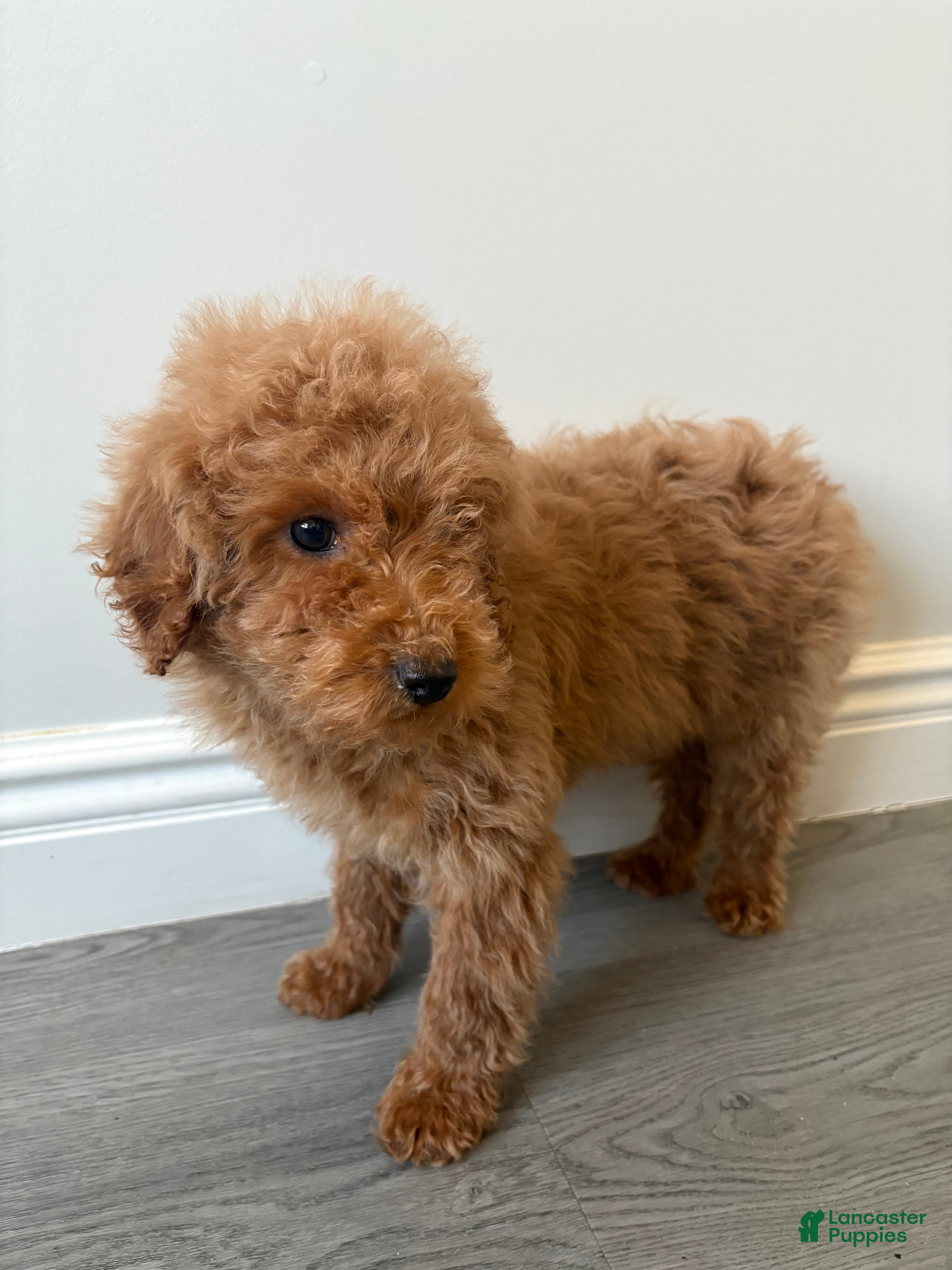Toy Poodle dogs Toy Poodle Paul - Ad 1