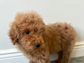 Toy Poodle dogs for sale: Toy Poodle Paul - Ad 3