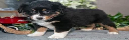 Miniature Australian Shepherd dogs for sale: Donner - Ad 1