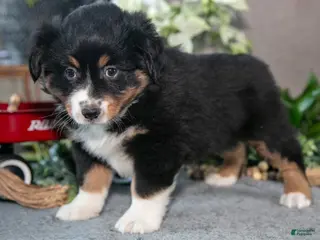 Miniature Australian Shepherd dogs Donner - Ad 18