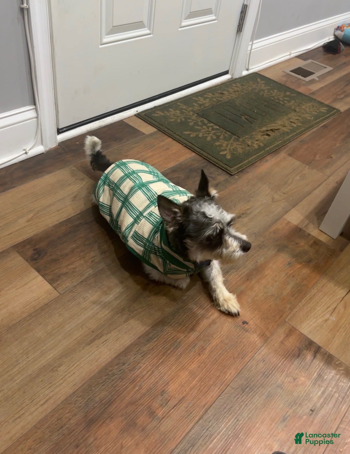 Shih Tzu dogs Shih Tzu Puppy 1 - Ad 18