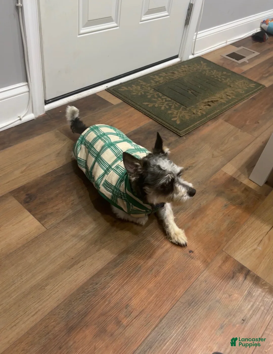 Shih Tzu dogs for sale: Shih Tzu Puppy 1 - Ad 1