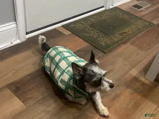 Shih Tzu dogs Shih Tzu Puppy 1 - Ad 18