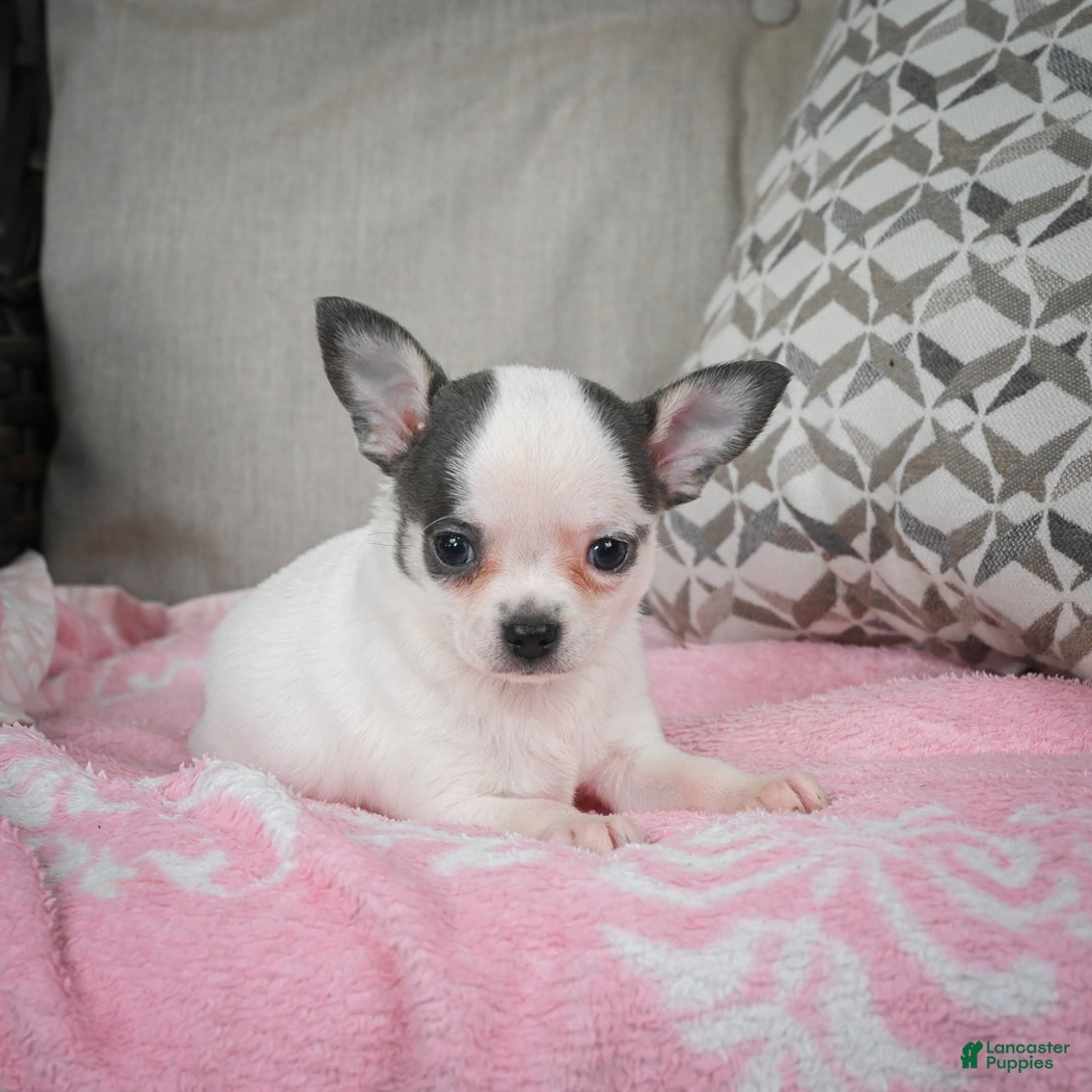 Chihuahua dogs for sale: Jake - Ad 2