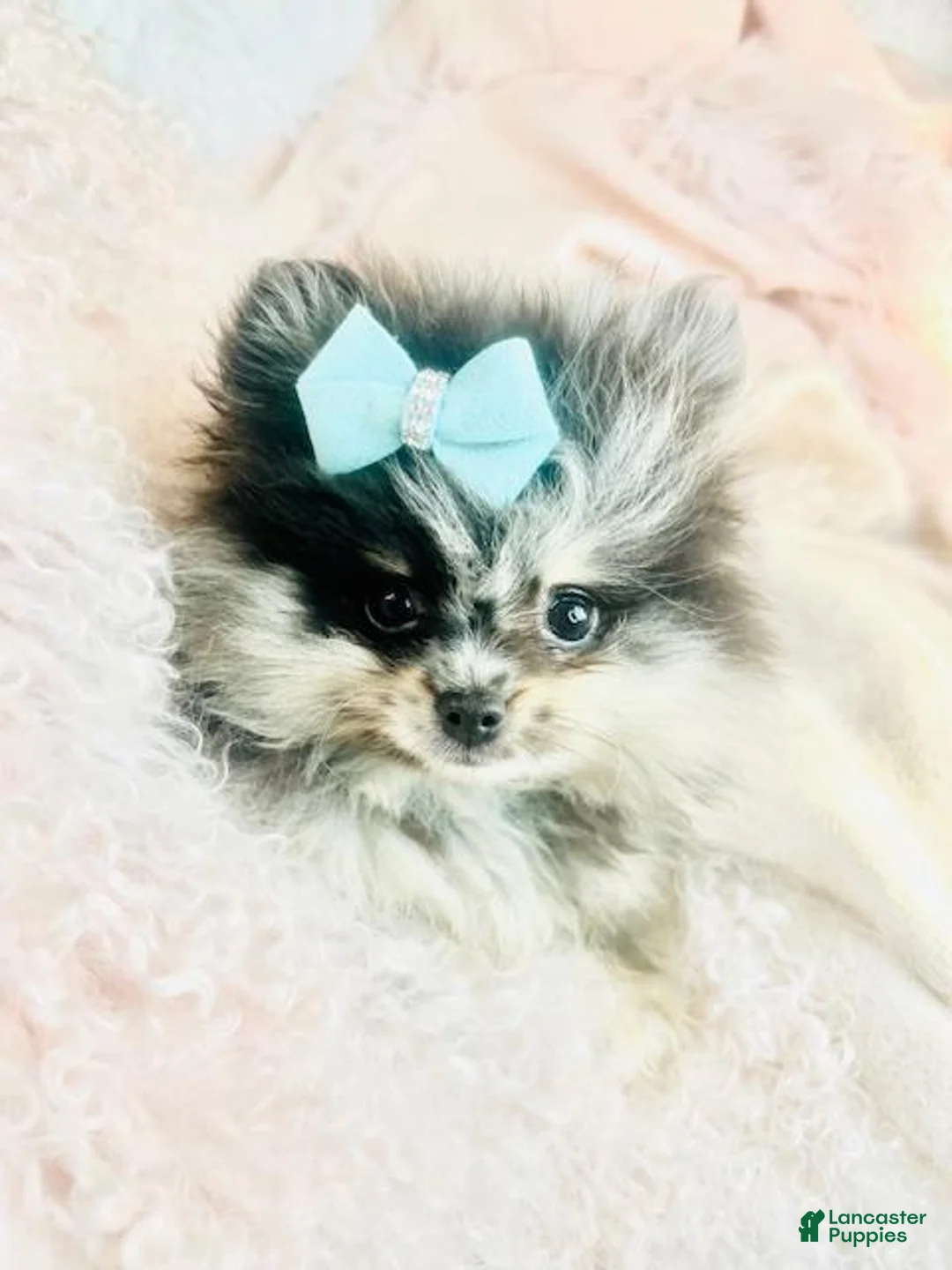 Pomeranian dogs for sale: Pomeranian Puppy 1 - Ad 2