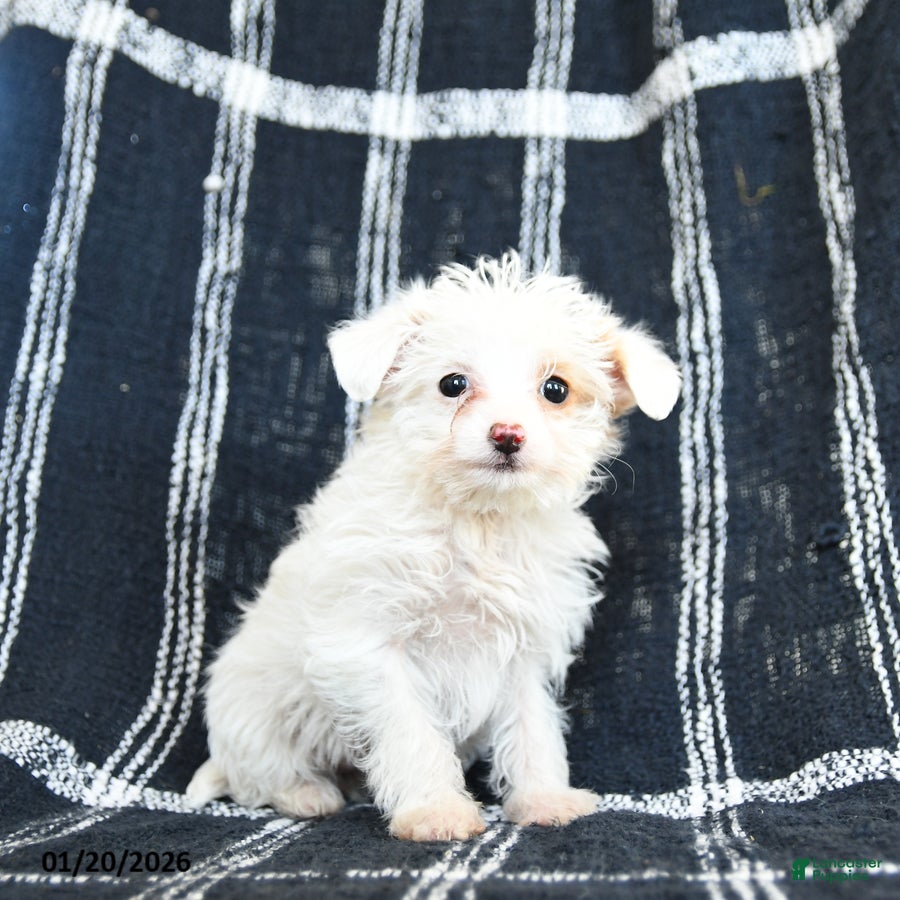 Mixed Breed dogs Snowflake - Ad 27