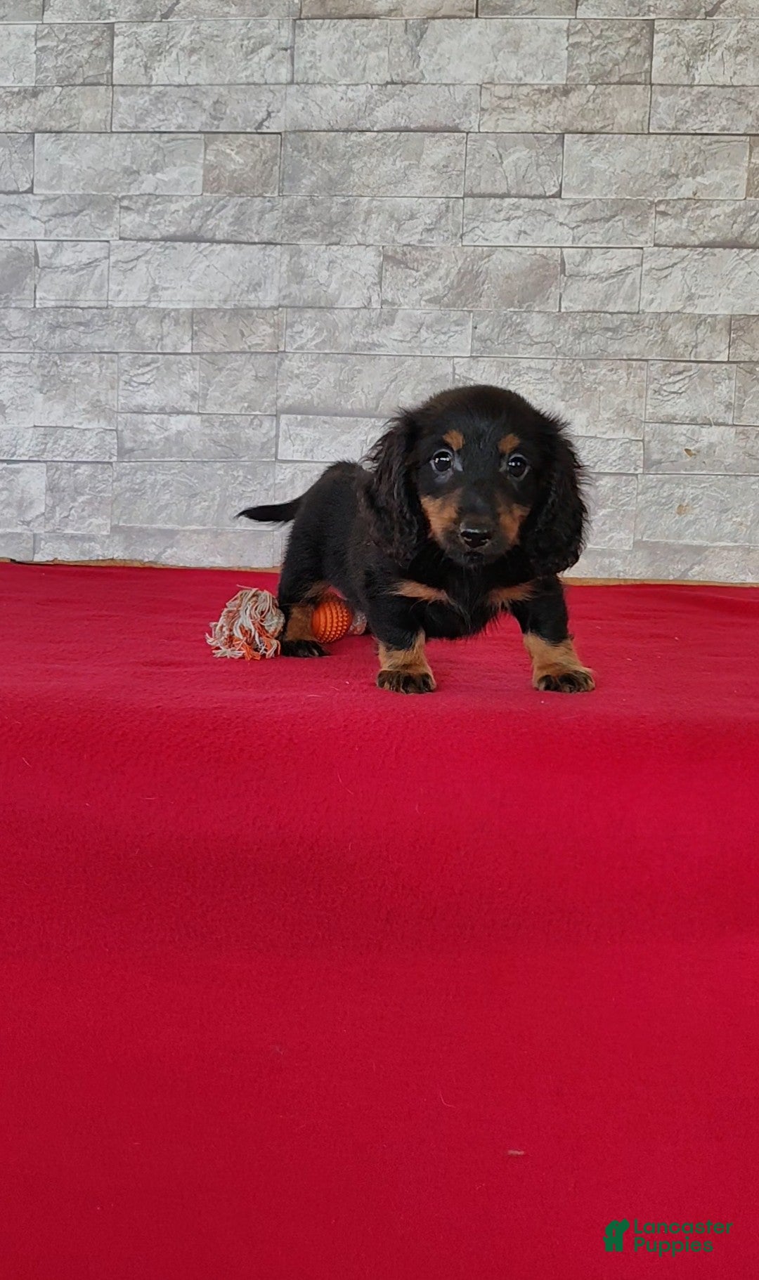 Miniature Dachshund dogs Titus - Ad 1