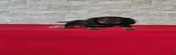 Miniature Dachshund dogs for sale: Titus - Ad 1