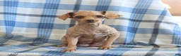 Toy Poodle dogs for sale: Jack   - Ad 6