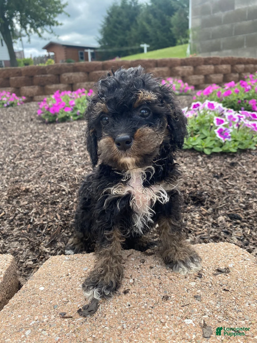 Cavapoo dogs for sale: Hank - Ad 1