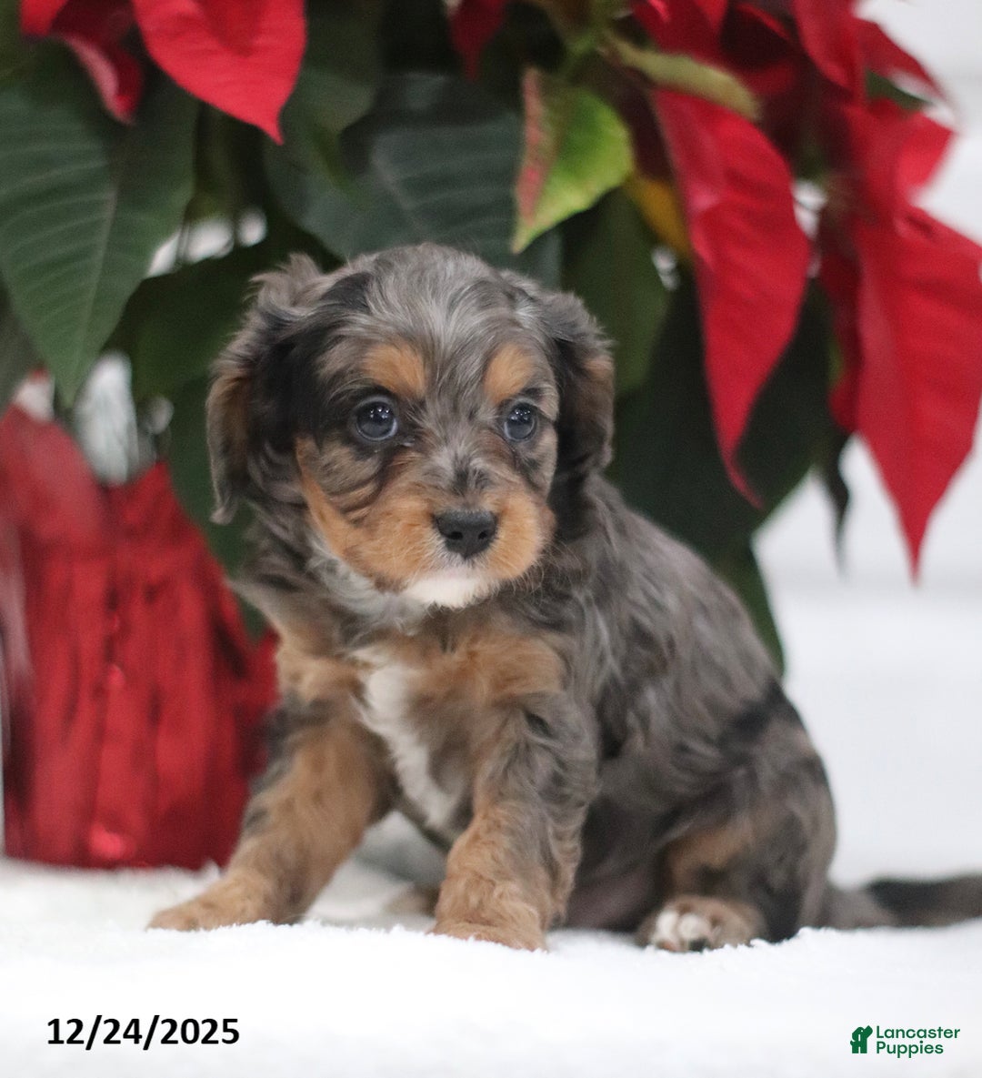 Cavapoo dogs for sale: Purdy - Ad 3