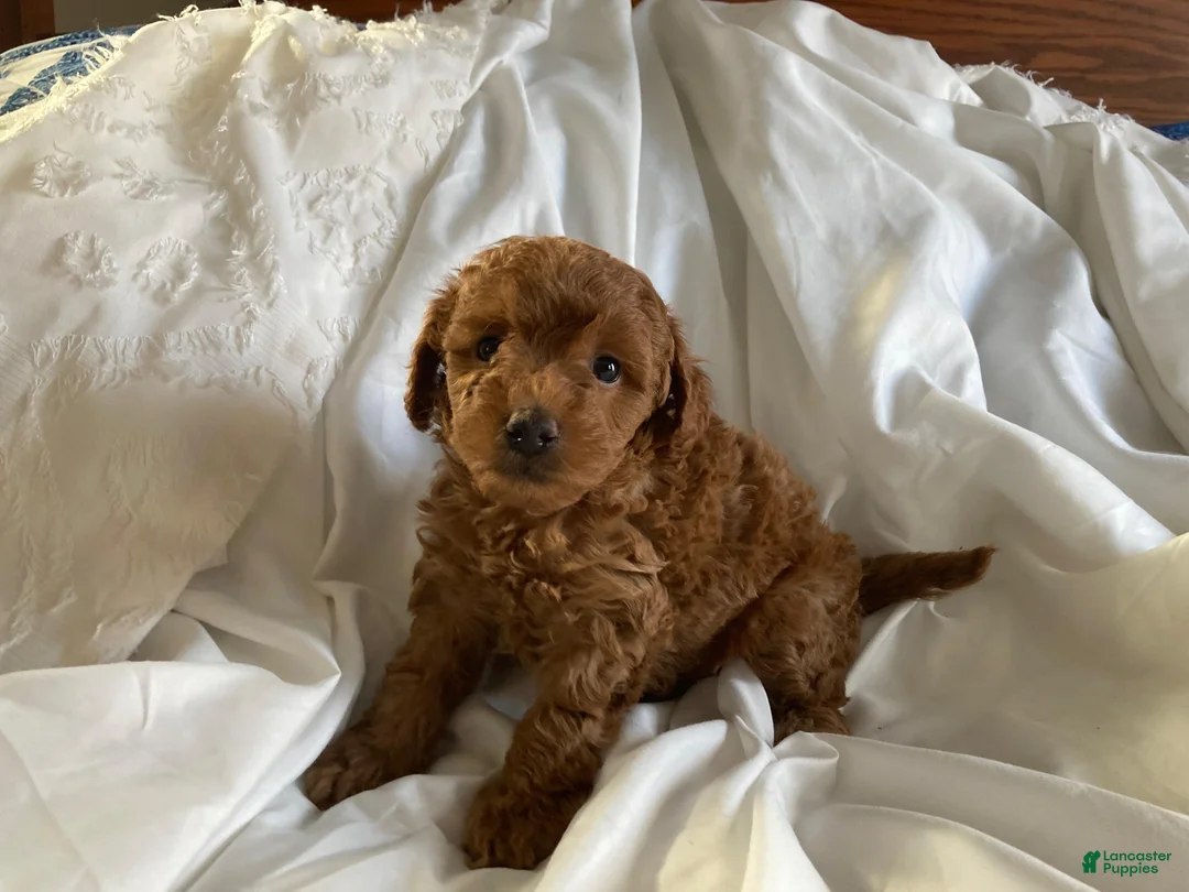 Miniature Poodle dogs for sale: Copper - Ad 2
