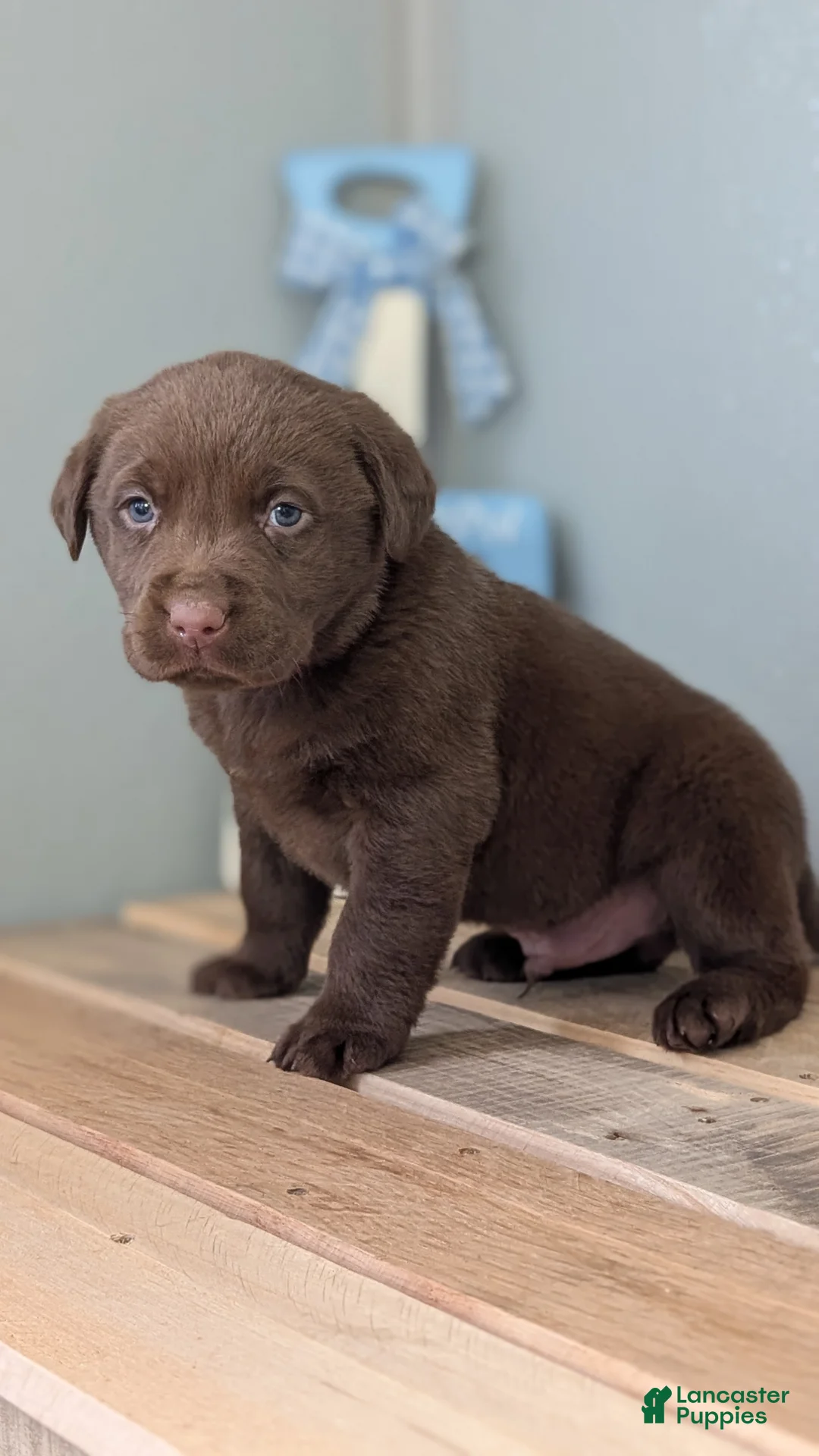 Labrador Retriever dogs for sale: Weston - Ad 2