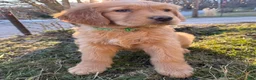 Golden Retriever dogs for sale: Packer-Green - Ad 2