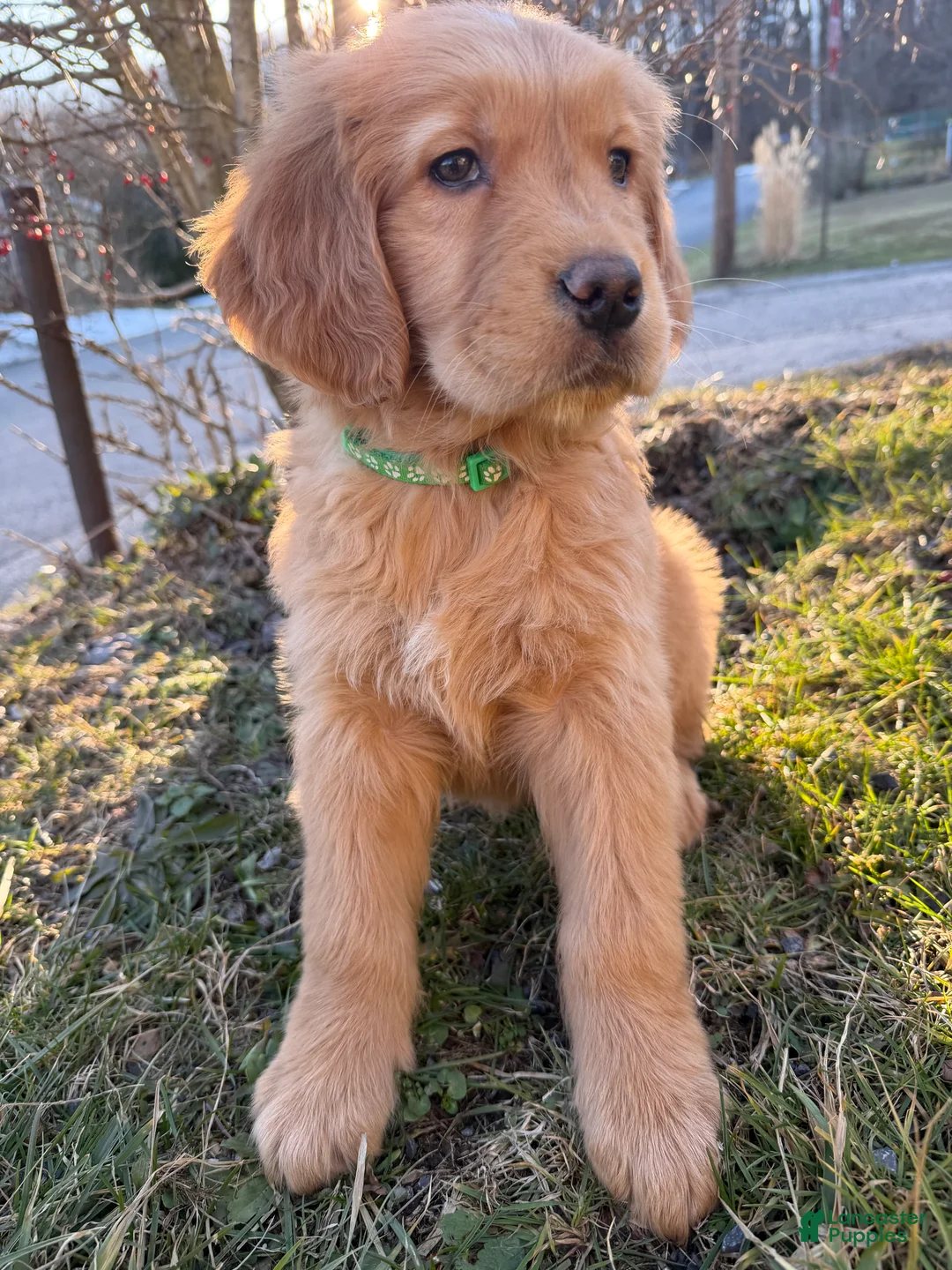 Golden Retriever dogs for sale: Packer-Green - Ad 2