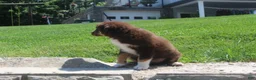 Australian Shepherd dogs for sale: Petunia  - Ad 4