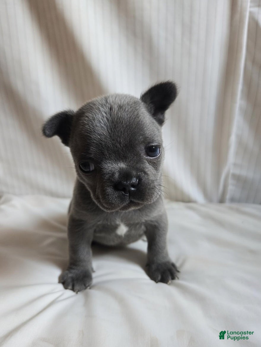 French Bulldog dogs for sale: Vienna  - Ad 4