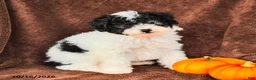Miniature Poodle dogs for sale: Oreo - Ad 1