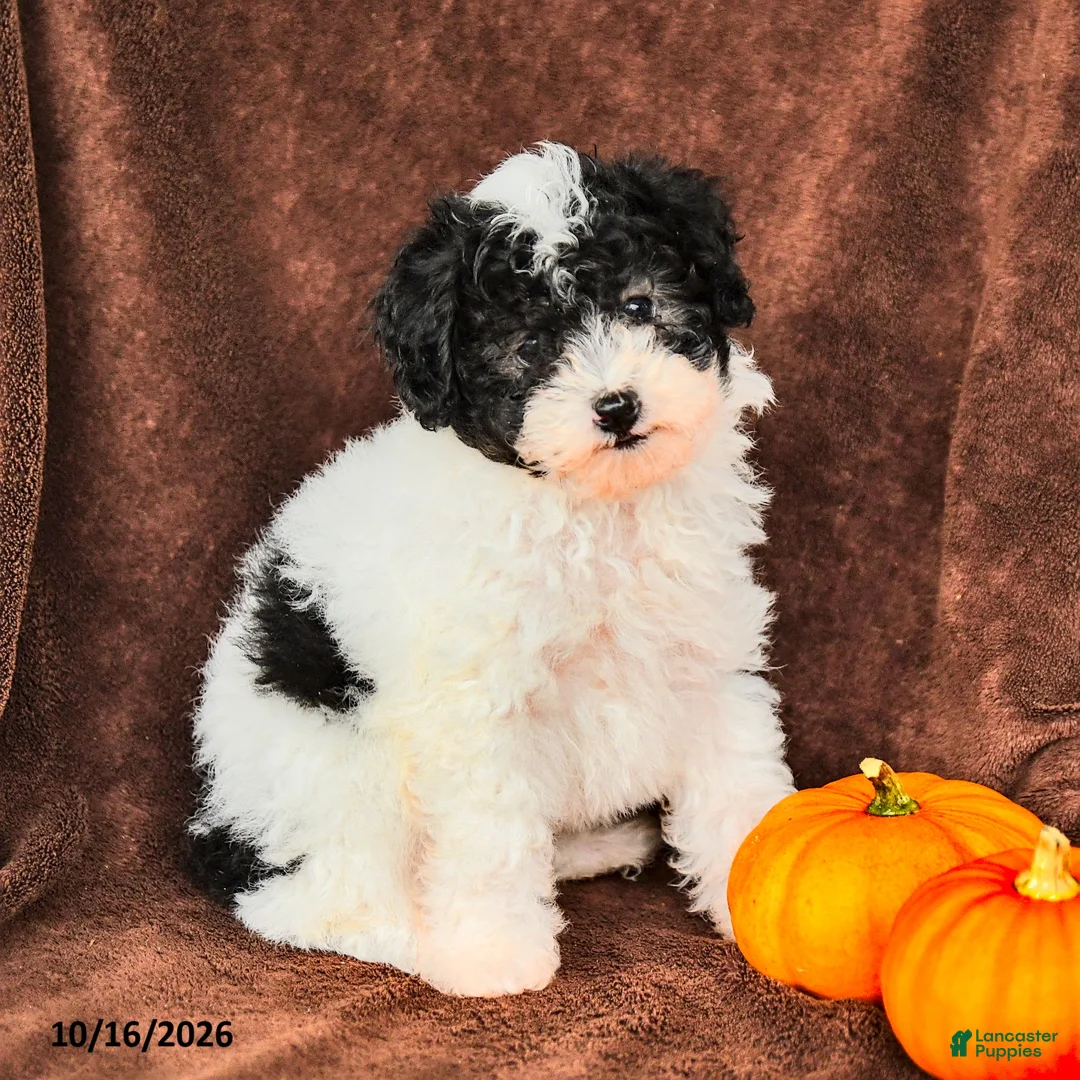 Miniature Poodle dogs for sale: Oreo - Ad 1