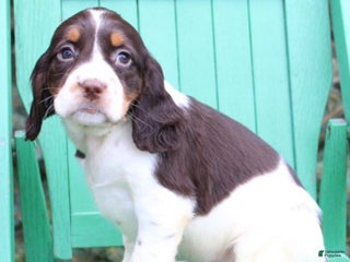 English Springer Spaniel dogs - Ad 24